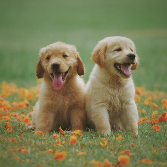 gel detergente per cani